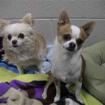 Bed & Biscuit Pet Resort - Pet Training Near Me - Mayer, Arizona