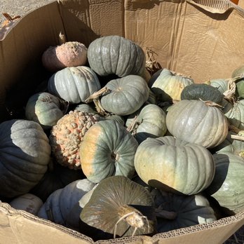 Clancy's Christmas Trees & Pumpkin Patch - Green pumpkins with different textures. - Christmas Trees Near Me - San Francisco, California