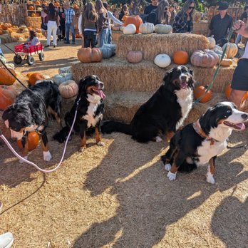 Goff Family Pumpkin Patch - Pumpkin Patches Near Me - San Diego, California Goff Family Pumpkin Patch - Pumpkin Patches Near Me - San Diego, California