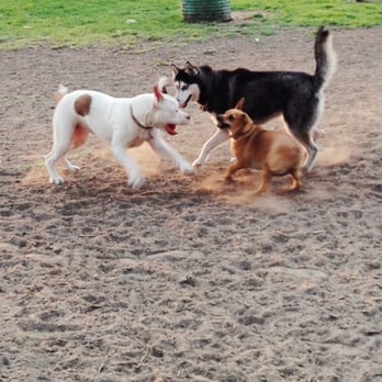 Carlson Dog Park - The many fun times of Katara and her buddies - Dog Parks Near Me - Riverside, California Carlson Dog Park - The many fun times of Katara and her buddies - Dog Parks Near Me - Riverside, California