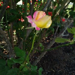 Lighthouse Resort & Marina - Pink and yellow  rose