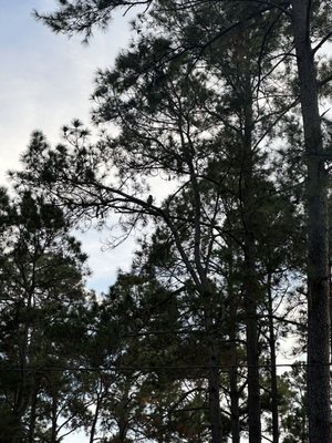 Stephen C Foster State Park by null