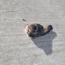Tarrant County College - South Campus - Little bird fell off the nest