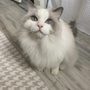 Photo of Nourish Pet Care
