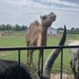 Dutch Creek Farm Animal Park