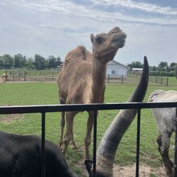 Dutch Creek Farm Animal Park
