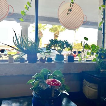 Inner Circle Cafe - I love their plants - Coffee & Tea Near Me - Scottsdale, Arizona