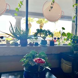 Inner Circle Cafe - I love their plants