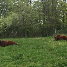 Cows! Cows!