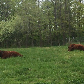 National Colonial Farm - Cows! - Museums Near Me - Accokeek, Maryland National Colonial Farm - Cows! - Museums Near Me - Accokeek, Maryland