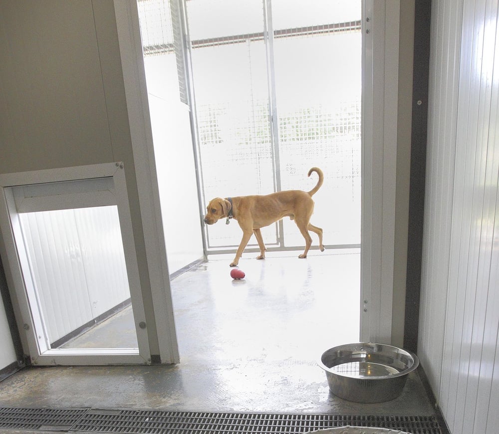 BARNEWOOD BOARDING KENNELS Updated June 2024 Upper Panshill Farm