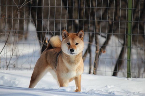 morningstar river shibas
