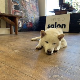Cute dog Wagyu Cute dog Wagyu