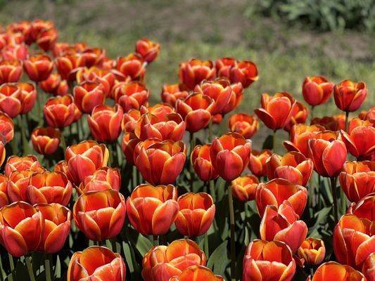 Veldheer Tulip Gardens by null