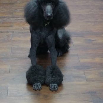 Fabulous Fido - Pet Groomers Near Me - Knoxville, Tennessee Fabulous Fido - Pet Groomers Near Me - Knoxville, Tennessee