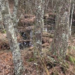 Jakes Branch County Park - Swamp spur