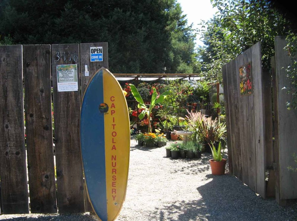 CAPITOLA NURSERY Updated September 2024 23 Photos 3116 Gross Rd