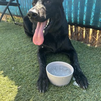 Bay Area K9 Association - Pet Training Near Me - Santa Clara, California