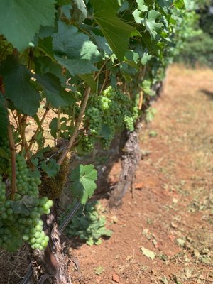 Knudsen Vineyards by null