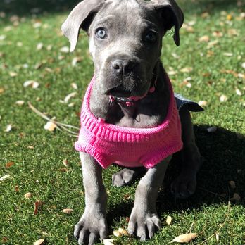 Karma Dog Training - Pet Training Near Me Karma Dog Training - Pet Training Near Me