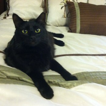 Modesto Family Pet - Our beautiful Jelly Bean who we lost to cancer - Veterinarians Near Me - Modesto, California Modesto Family Pet - Our beautiful Jelly Bean who we lost to cancer - Veterinarians Near Me - Modesto, California