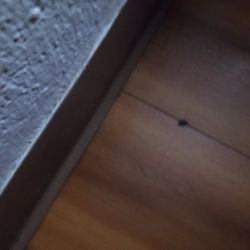 Park Inn Motel - Bugs