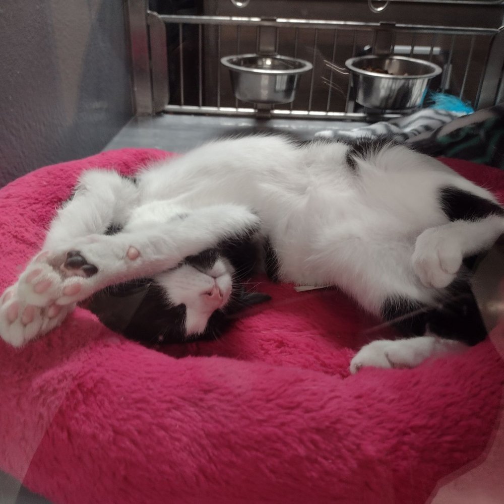 Saving One Life - " Scratch my tummy!" - Pet Adoption Near Me