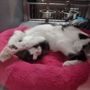 Saving One Life - " Scratch my tummy!" - Pet Adoption Near Me Saving One Life - " Scratch my tummy!" - Pet Adoption Near Me