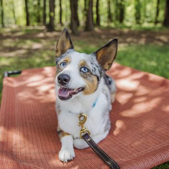 Vanburen K9 Academy - Pet Training Near Me Vanburen K9 Academy - Pet Training Near Me
