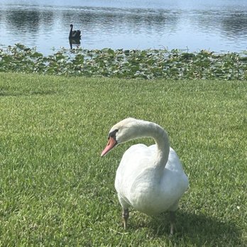 Lake Morton - White swan - Parks Near Me - Lakeland, Florida