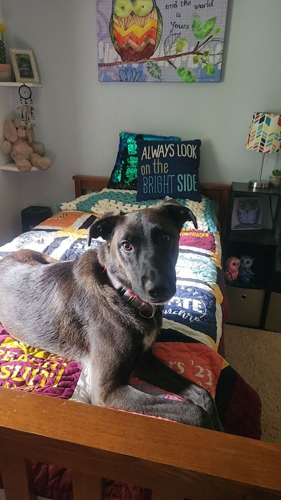 BLAINE KENNELS BOARDING, TRAINING & DAYCARE 26 Photos & 25 Reviews