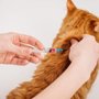 Photo of Nonie's Pet Care