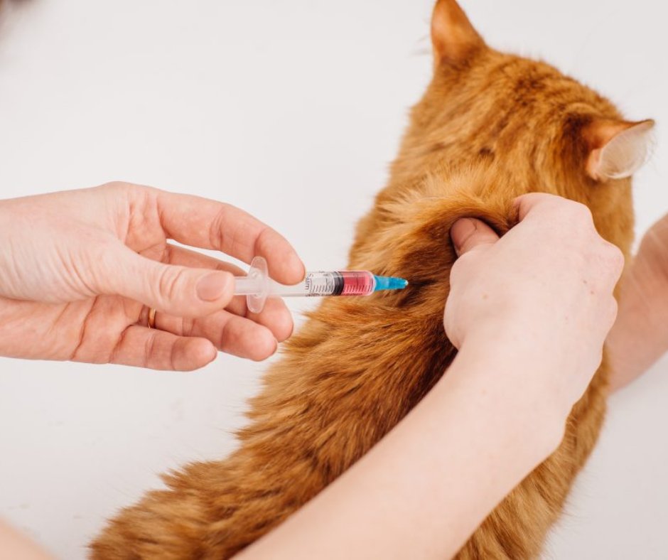 Nonie's Pet Care - pet boarding facility in Metairie, LA