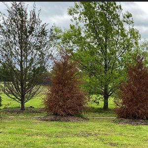 FANNIN TREE FARM - 42 Photos & 43 Reviews - 15700 State Hwy 121, Frisco