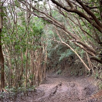 Wiliwilinui Ridge Trail - Hiking Near Me Wiliwilinui Ridge Trail - Hiking Near Me
