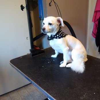 PracticalCuts - He looks like a whole new dog ~ - Pet Groomers Near Me PracticalCuts - He looks like a whole new dog ~ - Pet Groomers Near Me