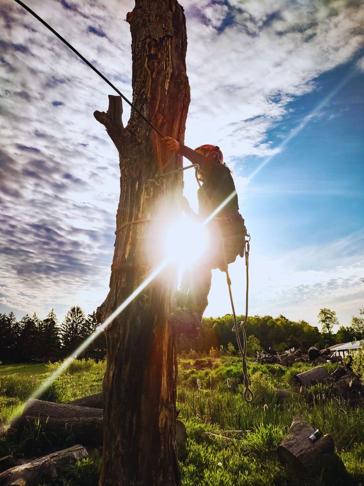 Good Earth Tree Care - tree service in Grand Rapids, MI