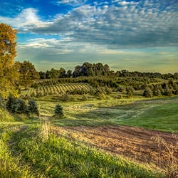 Corsi Tree Farm - Pick your tree
