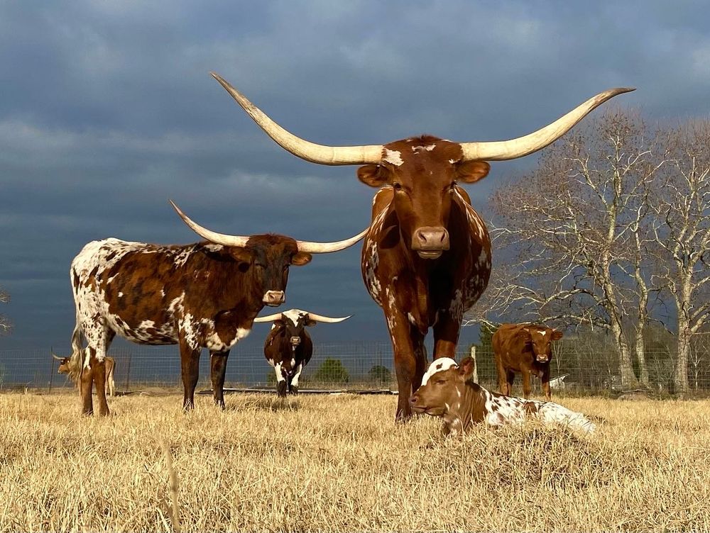 CIRCLE OF SEVEN LONGHORNS Updated February 2025 26 Photos 415