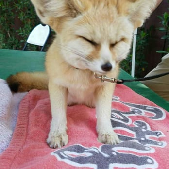 Wildlife Learning Center - Sahara the fennec fox - Zoos Near Me - Sylmar, California Wildlife Learning Center - Sahara the fennec fox - Zoos Near Me - Sylmar, California