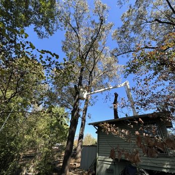 Fancher Forestry Services - Tree Services Near Me - Brent, Alabama Fancher Forestry Services - Tree Services Near Me - Brent, Alabama