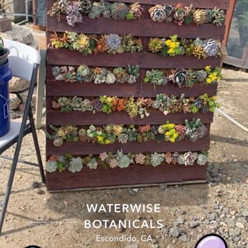 Waterwise Botanicals - Beautiful succulents... - Nurseries & Gardening Near Me - Bonsall, California Waterwise Botanicals - Beautiful succulents... - Nurseries & Gardening Near Me - Bonsall, California