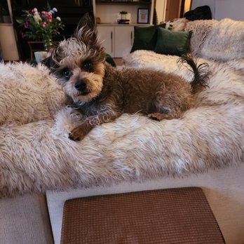 Animal Villa - Teddie - Pet Sitting Near Me - Anaheim Hills, California Animal Villa - Teddie - Pet Sitting Near Me - Anaheim Hills, California