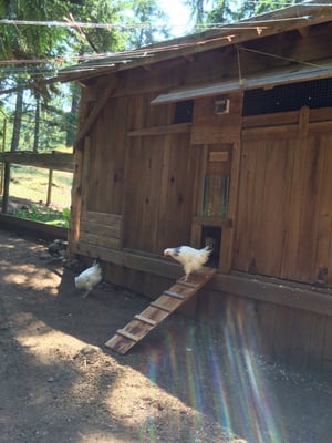 Salt Spring Island Cheese by null