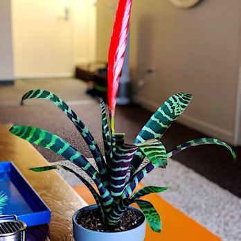 OC Succulents - Tiger bromeliad - Nurseries & Gardening Near Me - Irvine, California
