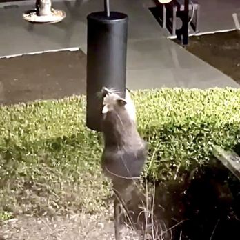 Wild Birds Unlimited - Raccoon Baffle in play! 100% effective (so far)! - Bird Shops Near Me - Columbus, Ohio Wild Birds Unlimited - Raccoon Baffle in play! 100% effective (so far)! - Bird Shops Near Me - Columbus, Ohio