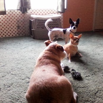 All Tails Wag - Scruffy another foster, Taco, and Mr. T - Pet Groomers Near Me - Myrtle Beach, South Carolina All Tails Wag - Scruffy another foster, Taco, and Mr. T - Pet Groomers Near Me - Myrtle Beach, South Carolina