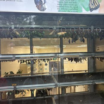 Niagara Parks Butterfly Conservatory - Butterflies hatching - Zoos Near Me - Niagara Falls, Ontario