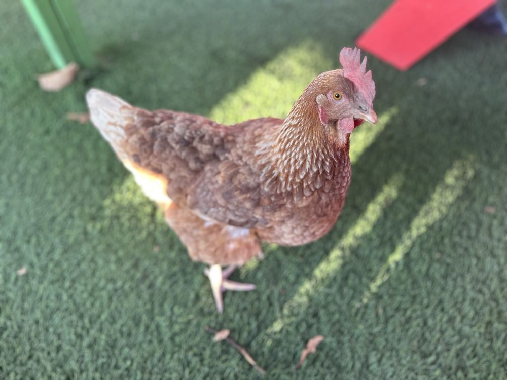 El Rincon Alegre Logo