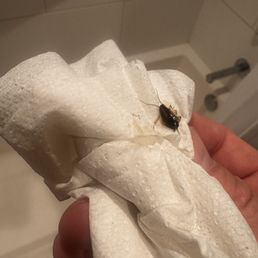 Cockroach Cockroach